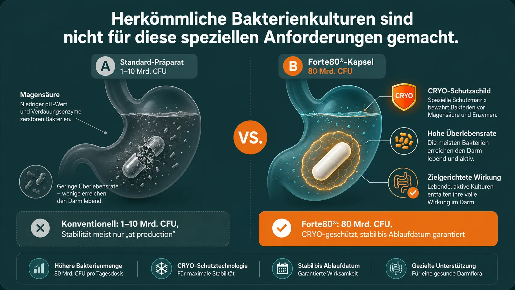 A/B Vergleich: Standard-Präparat zerfällt in Magensäure vs. Forte80® mit CRYO-Schutzschild – 80 Mrd. KBE erreichen lebend den Darm